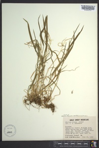 Festuca subverticillata image