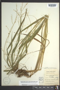 Festuca subverticillata image