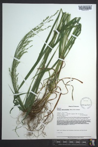 Festuca subverticillata image