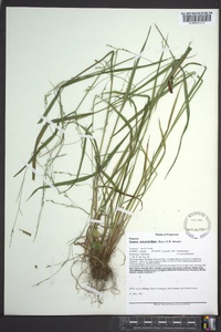 Festuca subverticillata image