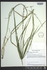 Glyceria melicaria image