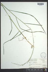 Glyceria melicaria image