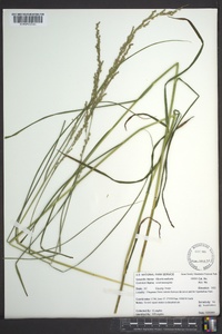 Glyceria melicaria image