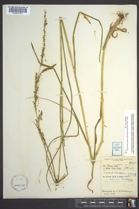 Glyceria melicaria image