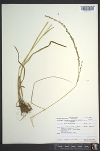 Glyceria melicaria image