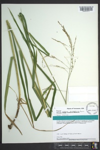 Glyceria nubigena image