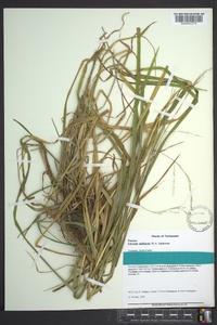 Glyceria nubigena image