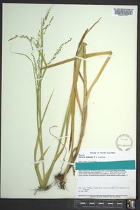 Glyceria nubigena image