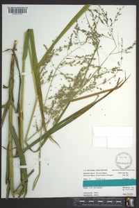 Glyceria nubigena image