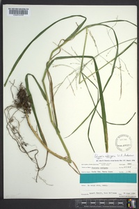 Glyceria nubigena image