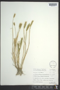 Hordeum pusillum image