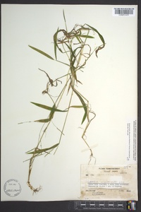 Leersia virginica image