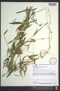 Microstegium vimineum image