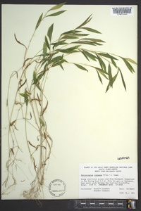 Microstegium vimineum image