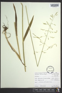 Diervilla lonicera image