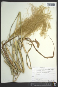 Miscanthus sinensis image