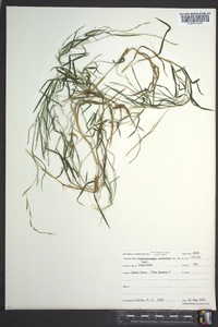 Muhlenbergia schreberi image