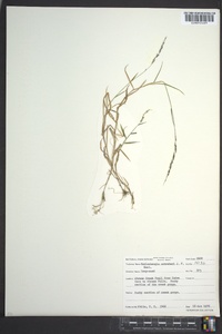 Muhlenbergia schreberi image