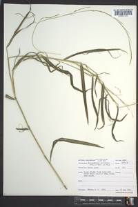 Muhlenbergia sylvatica image