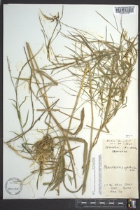 Muhlenbergia sylvatica image