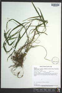 Muhlenbergia tenuiflora image