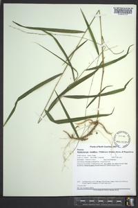 Muhlenbergia tenuiflora image