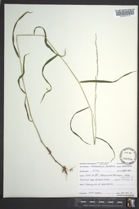 Muhlenbergia tenuiflora image