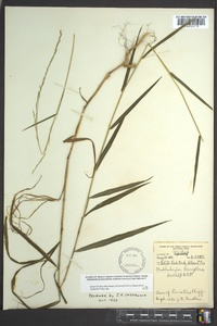 Muhlenbergia tenuiflora image