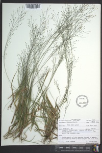 Panicum flexile image