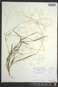 Panicum philadelphicum image