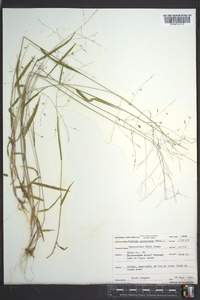 Kellochloa verrucosa image