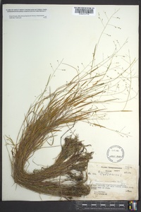 Kellochloa verrucosa image