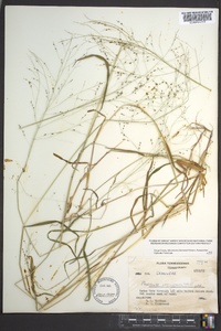 Kellochloa verrucosa image