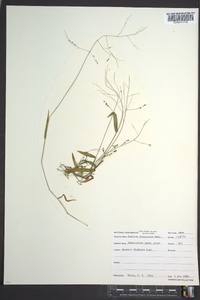 Kellochloa verrucosa image