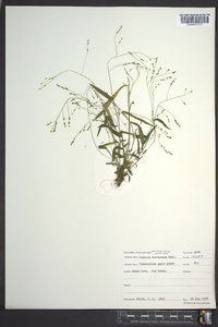 Kellochloa verrucosa image