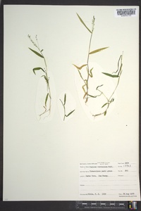 Kellochloa verrucosa image