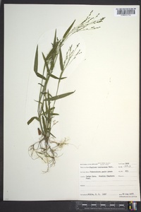 Kellochloa verrucosa image