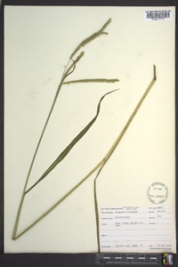 Paspalum dilatatum image