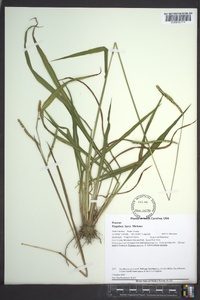 Paspalum laeve image