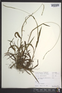 Paspalum laeve image