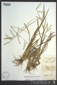 Paspalum laeve image