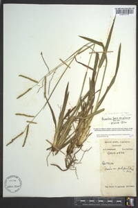 Paspalum laeve image