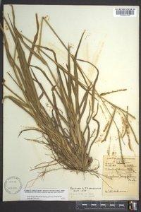 Paspalum laeve image