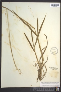 Paspalum laeve image