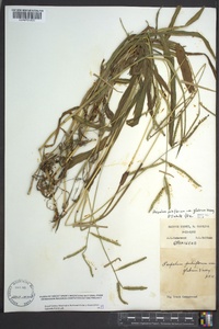 Paspalum pubiflorum image