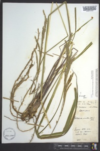 Paspalum urvillei image