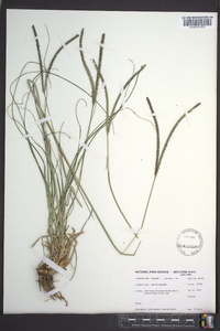 Paspalum vaginatum image