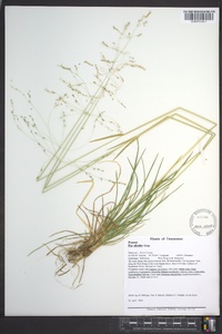 Poa alsodes image