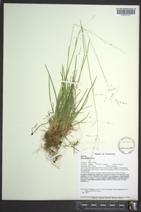 Poa alsodes image