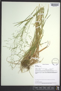 Poa alsodes image